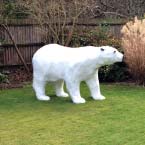 Polar Bear